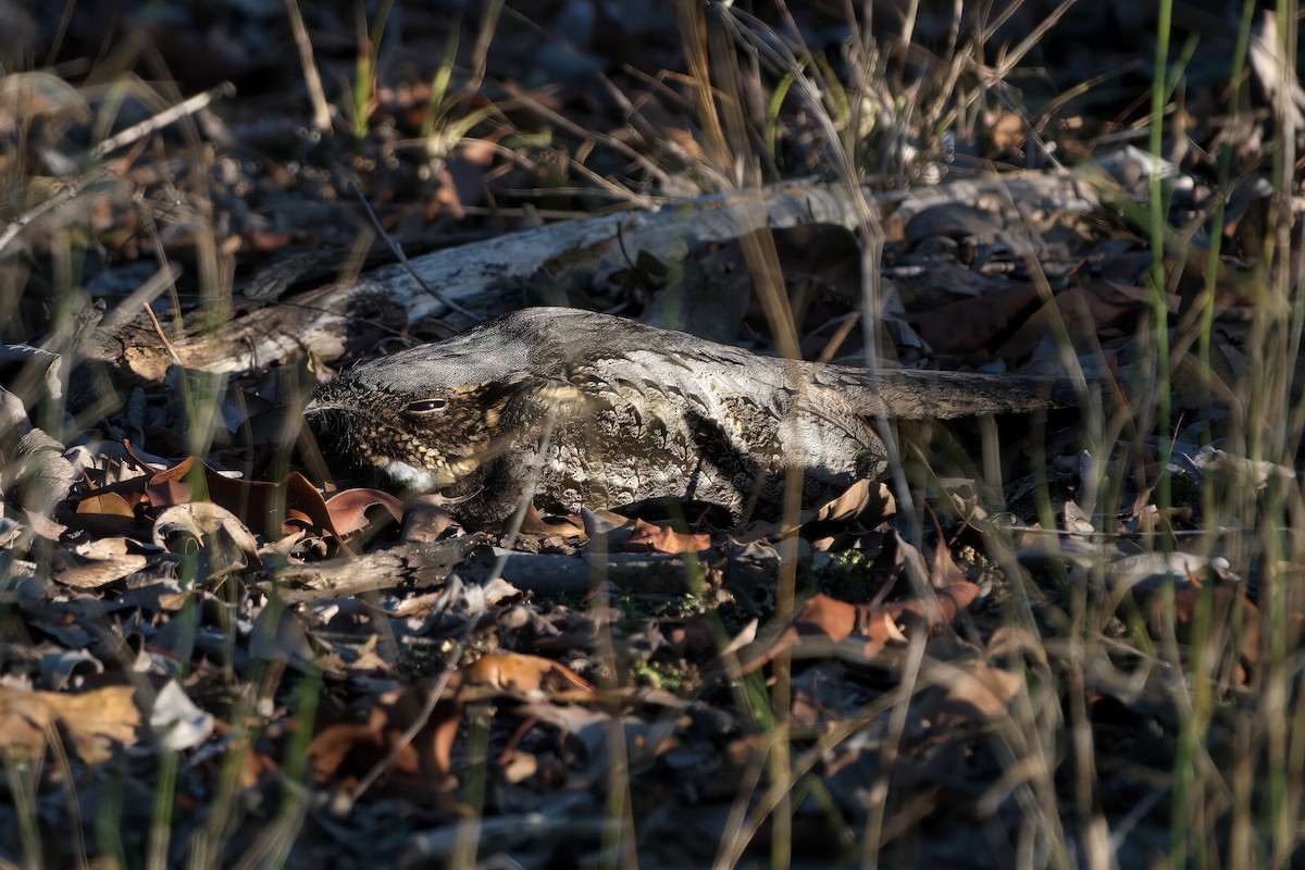 Bartnachtschwalbe - ML645512041