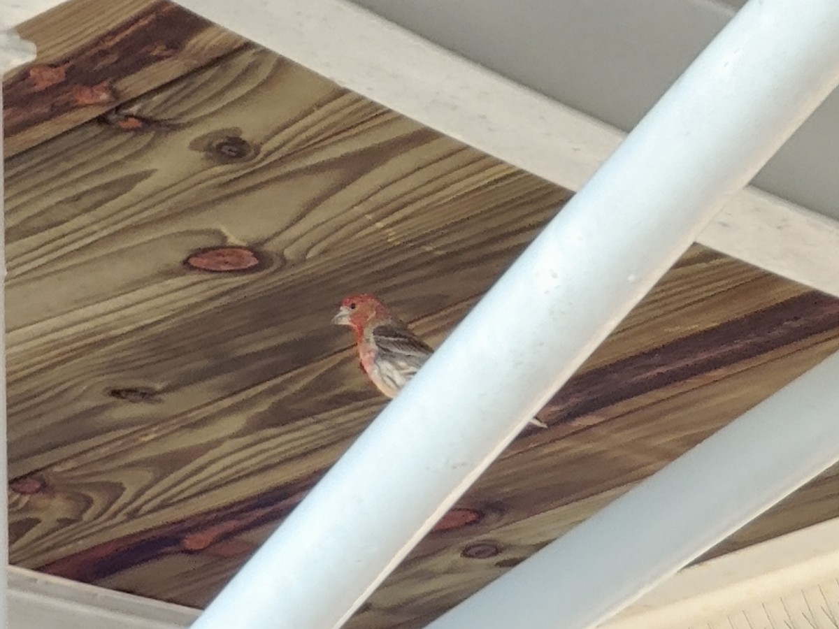 hýl rudoprsý [skupina mexicanus] - ML645512060