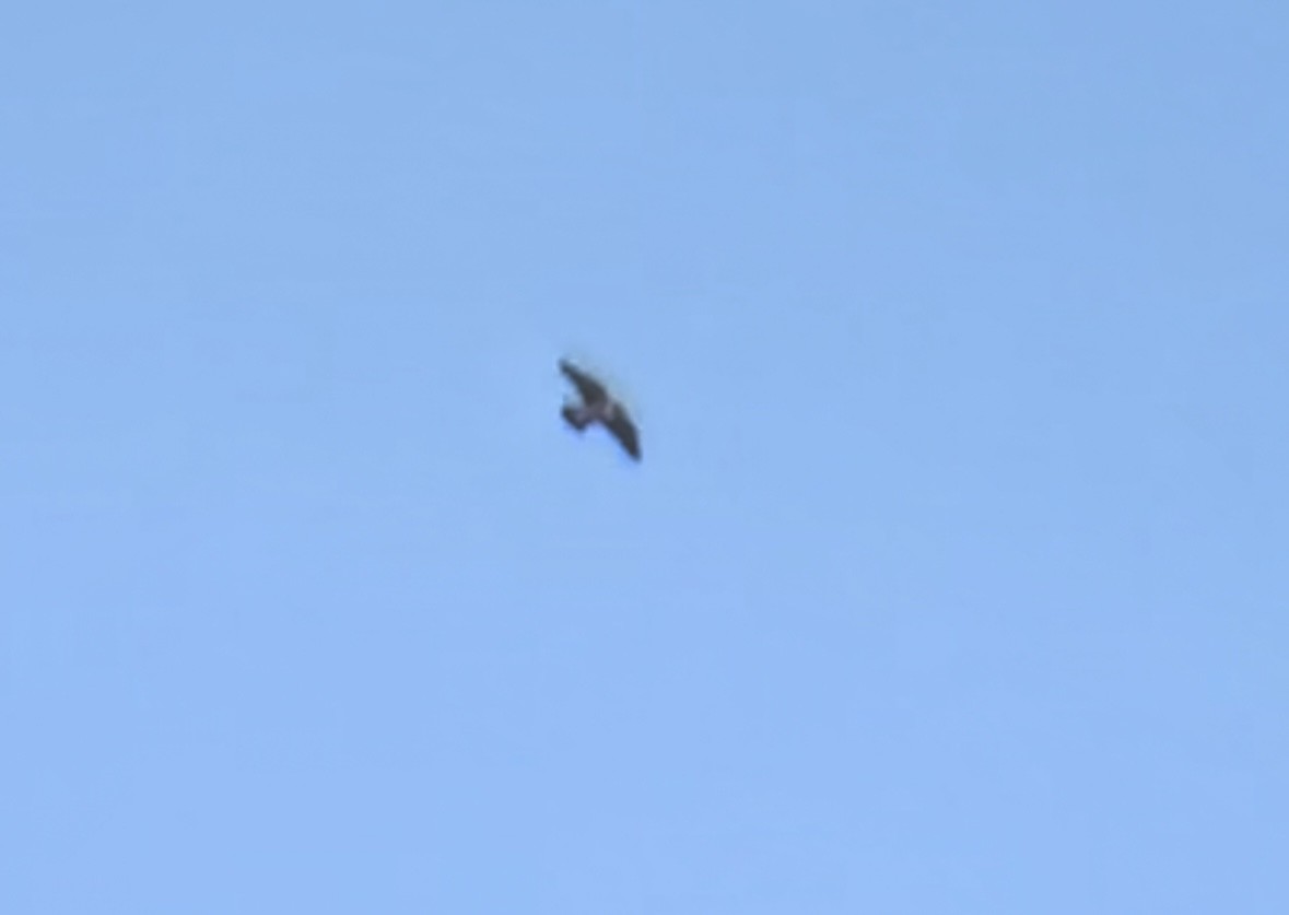 Peregrine Falcon - ML645512067