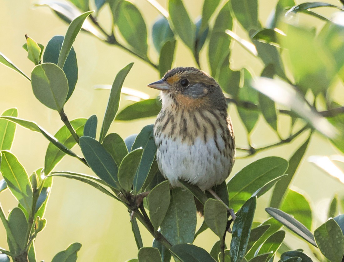 nålstjertspurv - ML645512070