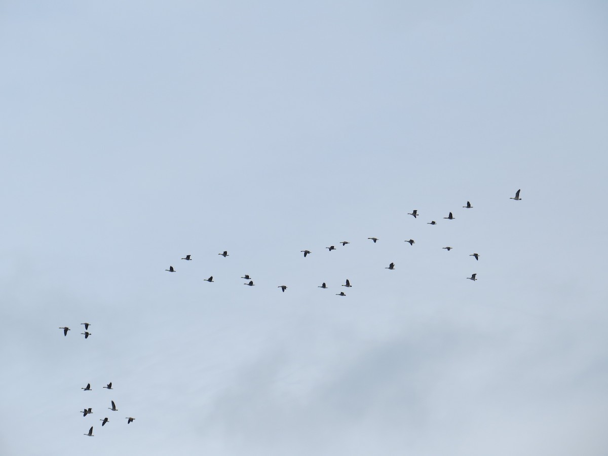 カナダガン - ML645512072