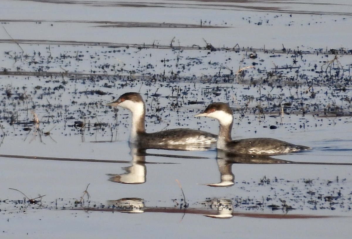 Horned Grebe - ML645512078