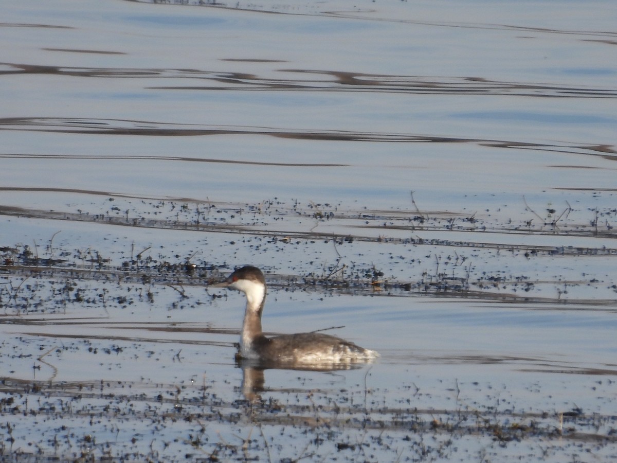 Horned Grebe - ML645512080