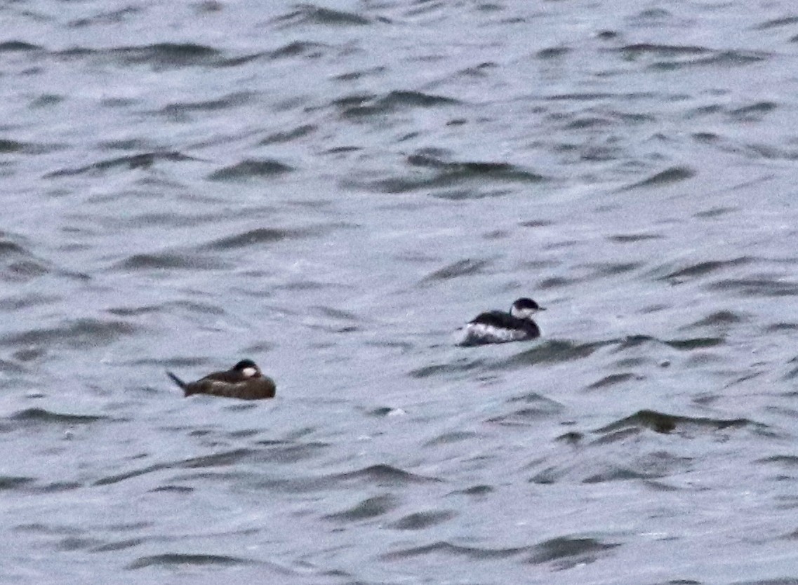 Horned Grebe - ML645512099