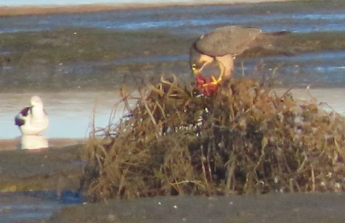 Falco pellegrino - ML645512121