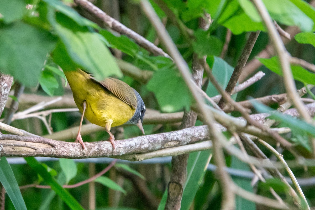 MacGillivray's Warbler - ML645512122