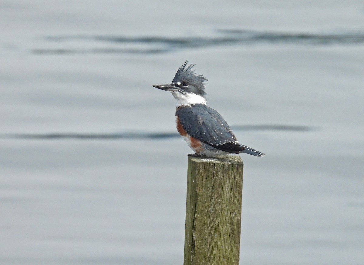 Belted Kingfisher - ML645512132