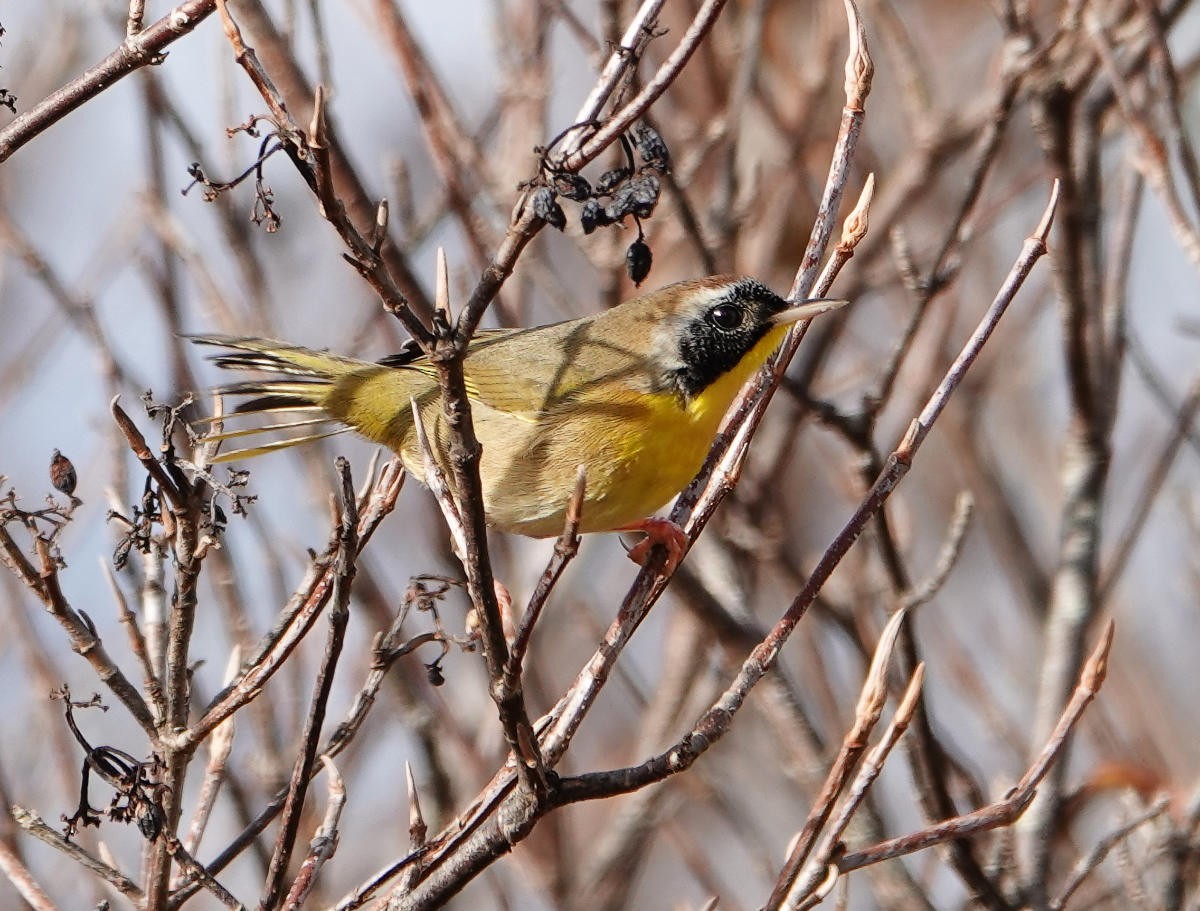 Common Yellowthroat - ML645512136