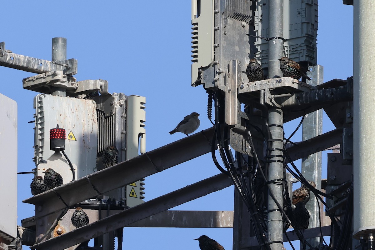 Rosy Starling - ML645512145