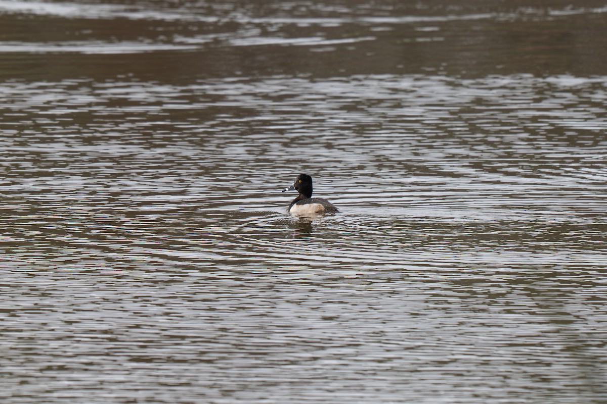 Ring-necked Duck - ML645512156
