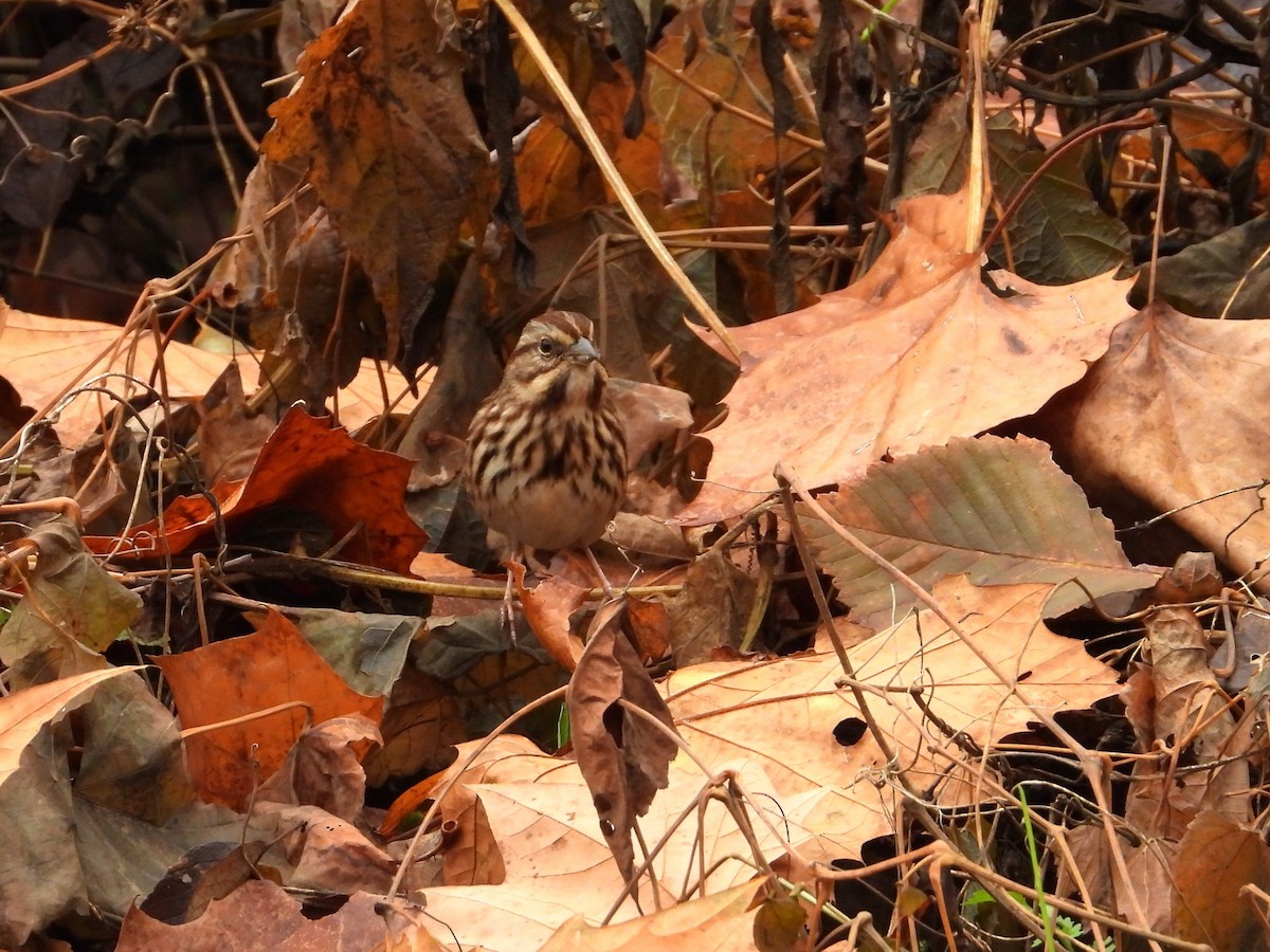 Song Sparrow - ML645512160