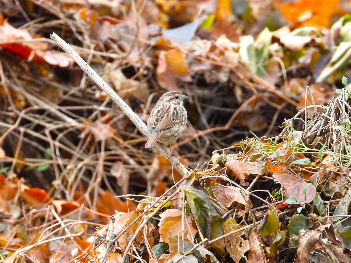 Song Sparrow - ML645512161