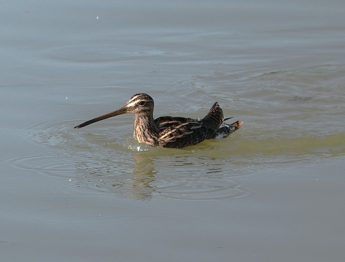 Common Snipe - ML645512162