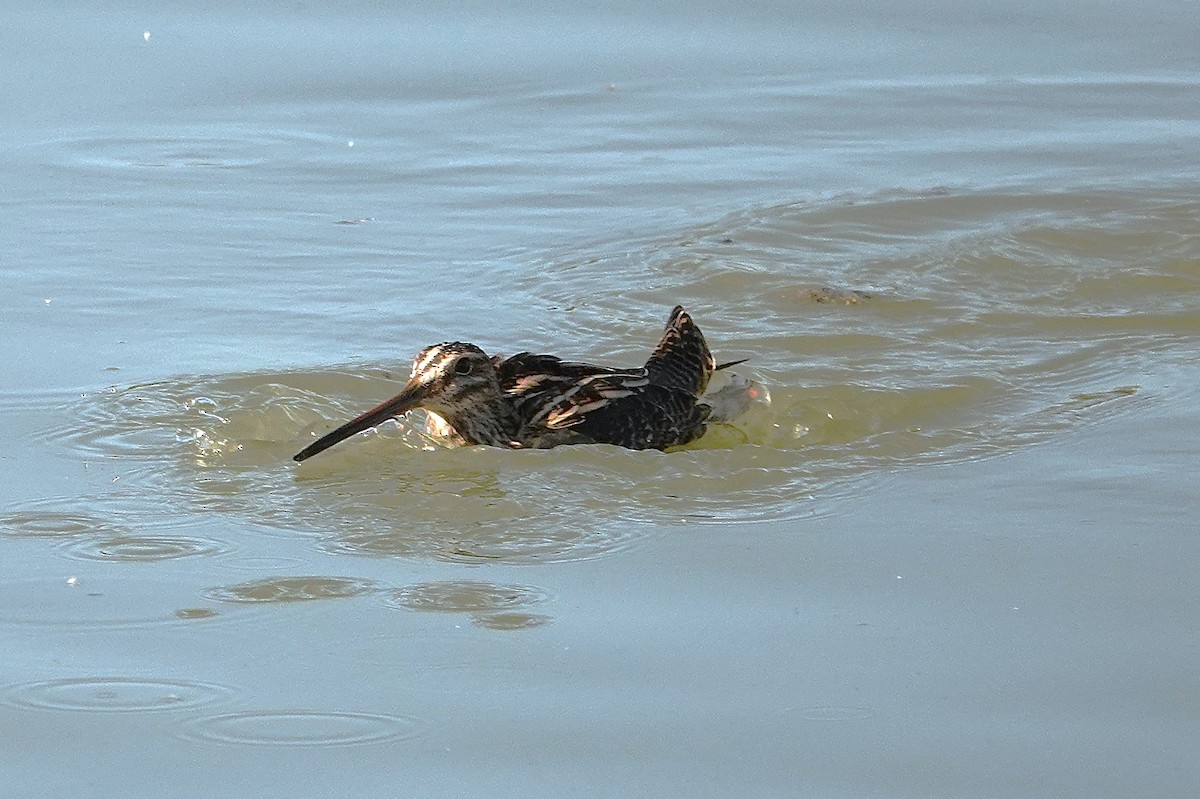 Common Snipe - ML645512163