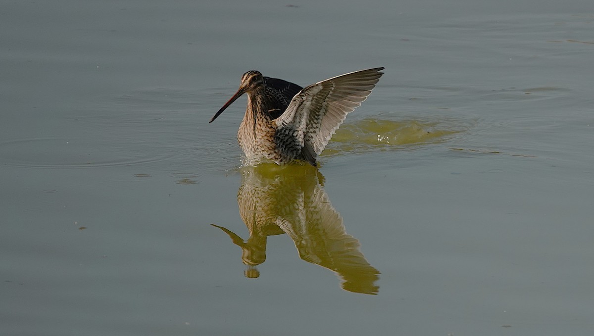 Common Snipe - ML645512164