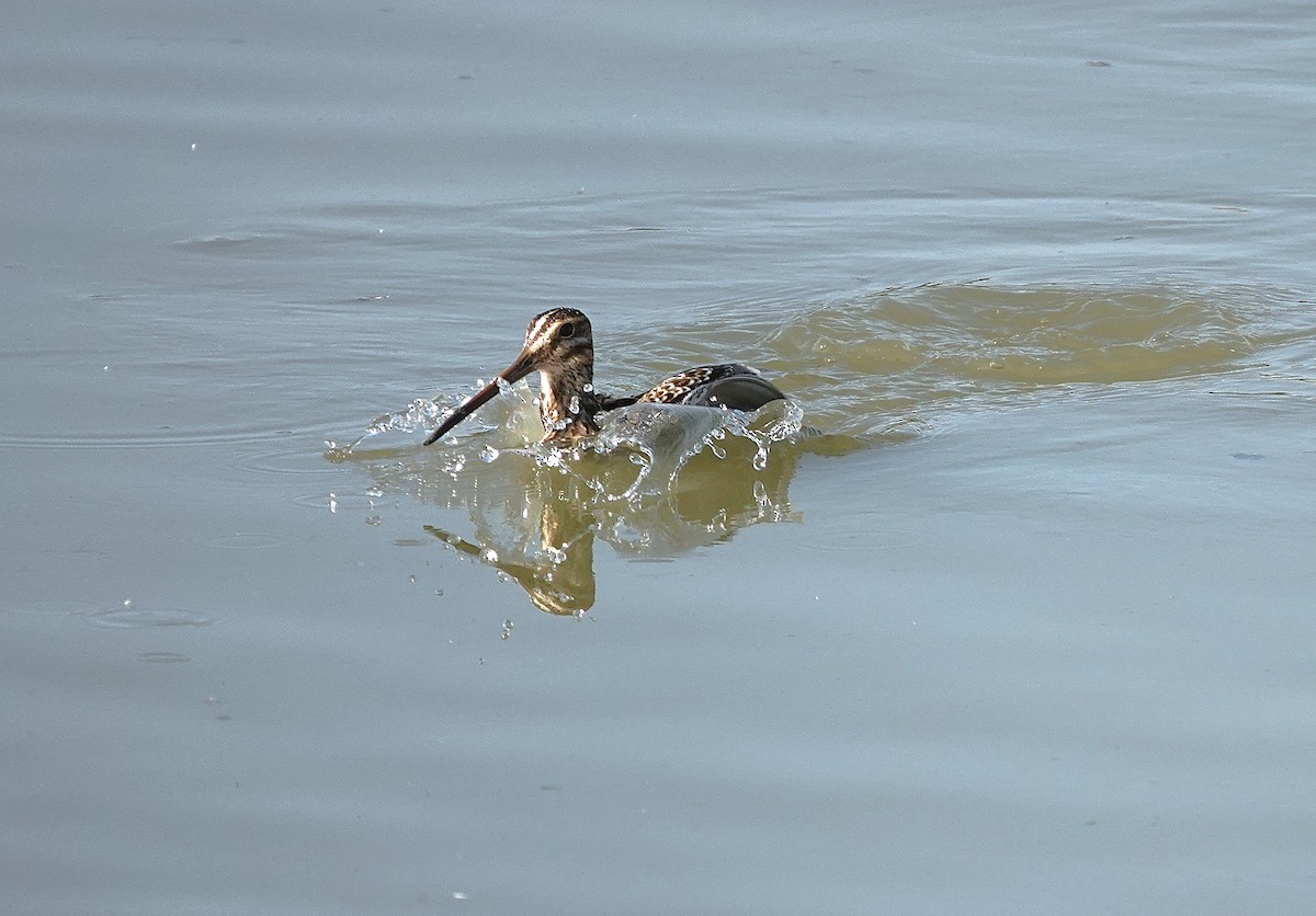 Common Snipe - ML645512165