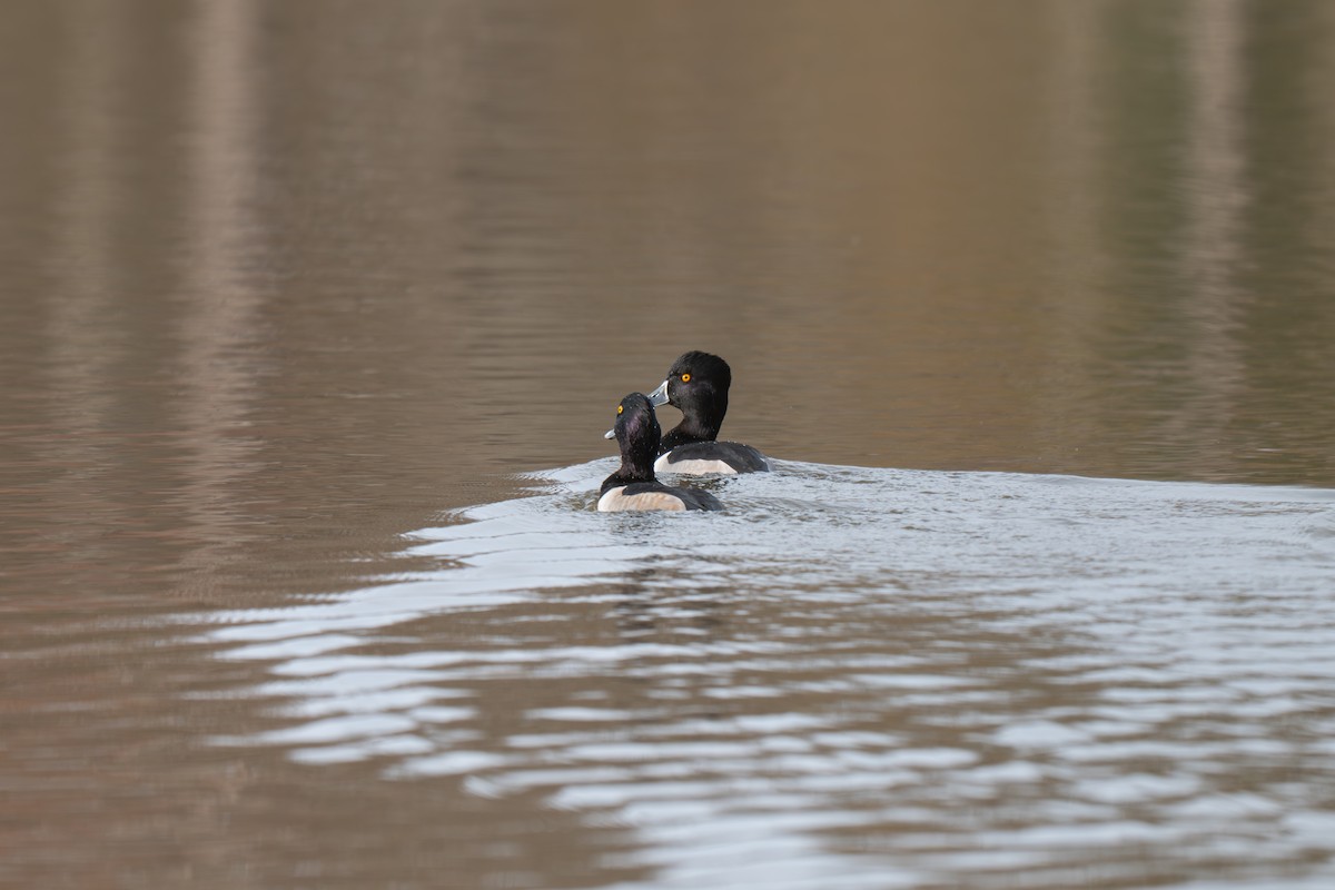 Ring-necked Duck - ML645512167