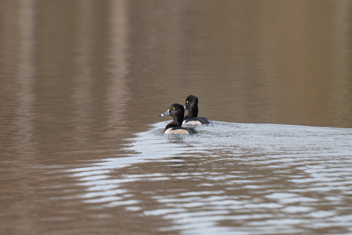 Ring-necked Duck - ML645512173