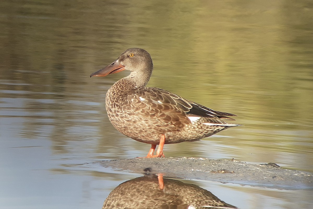 Northern Shoveler - ML645512178