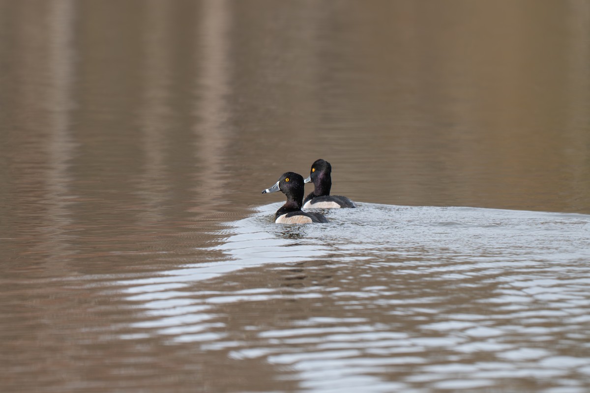 Ring-necked Duck - ML645512189