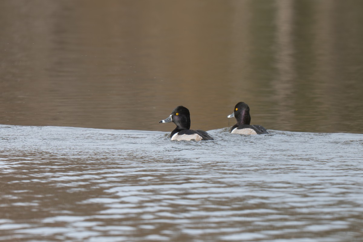 Ring-necked Duck - ML645512195