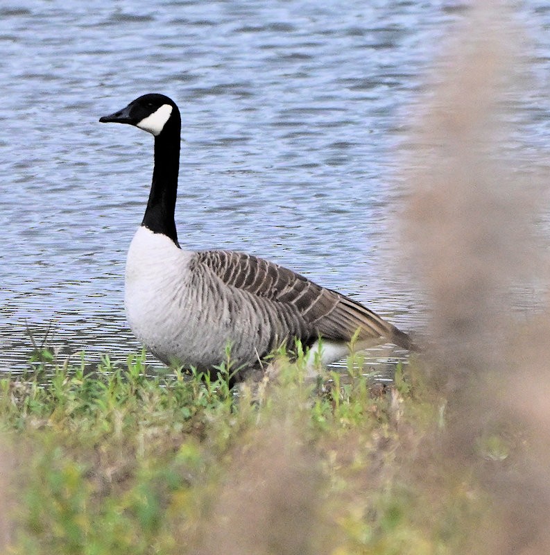 カナダガン - ML645512196