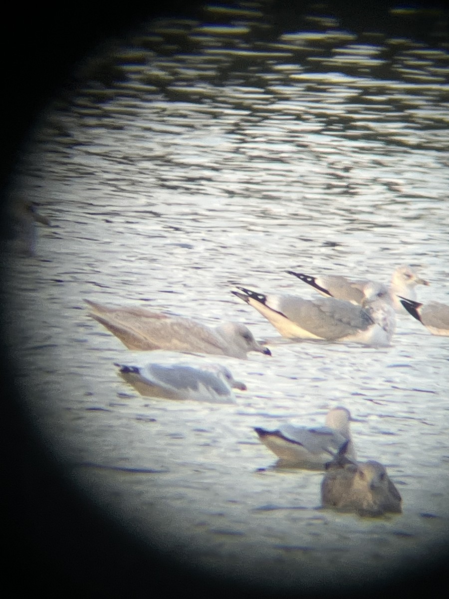 Ipar-kaioa - ML645512197