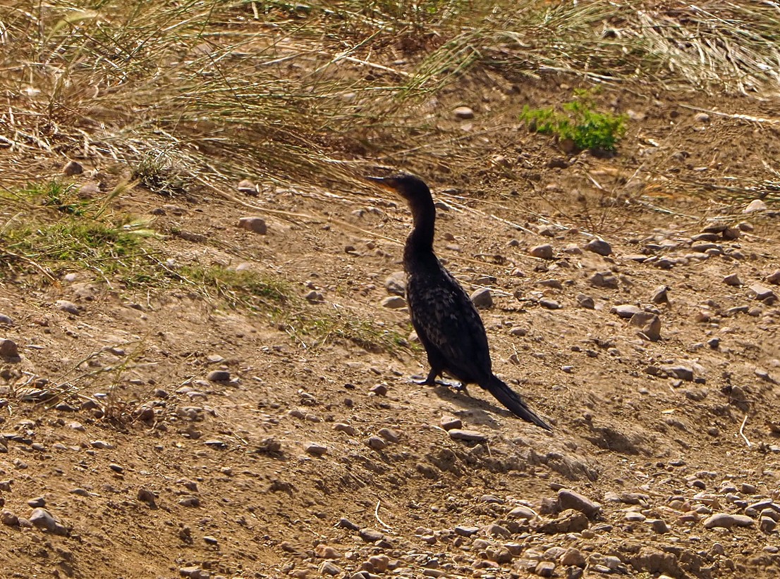 kormorán dlouhoocasý - ML645512200