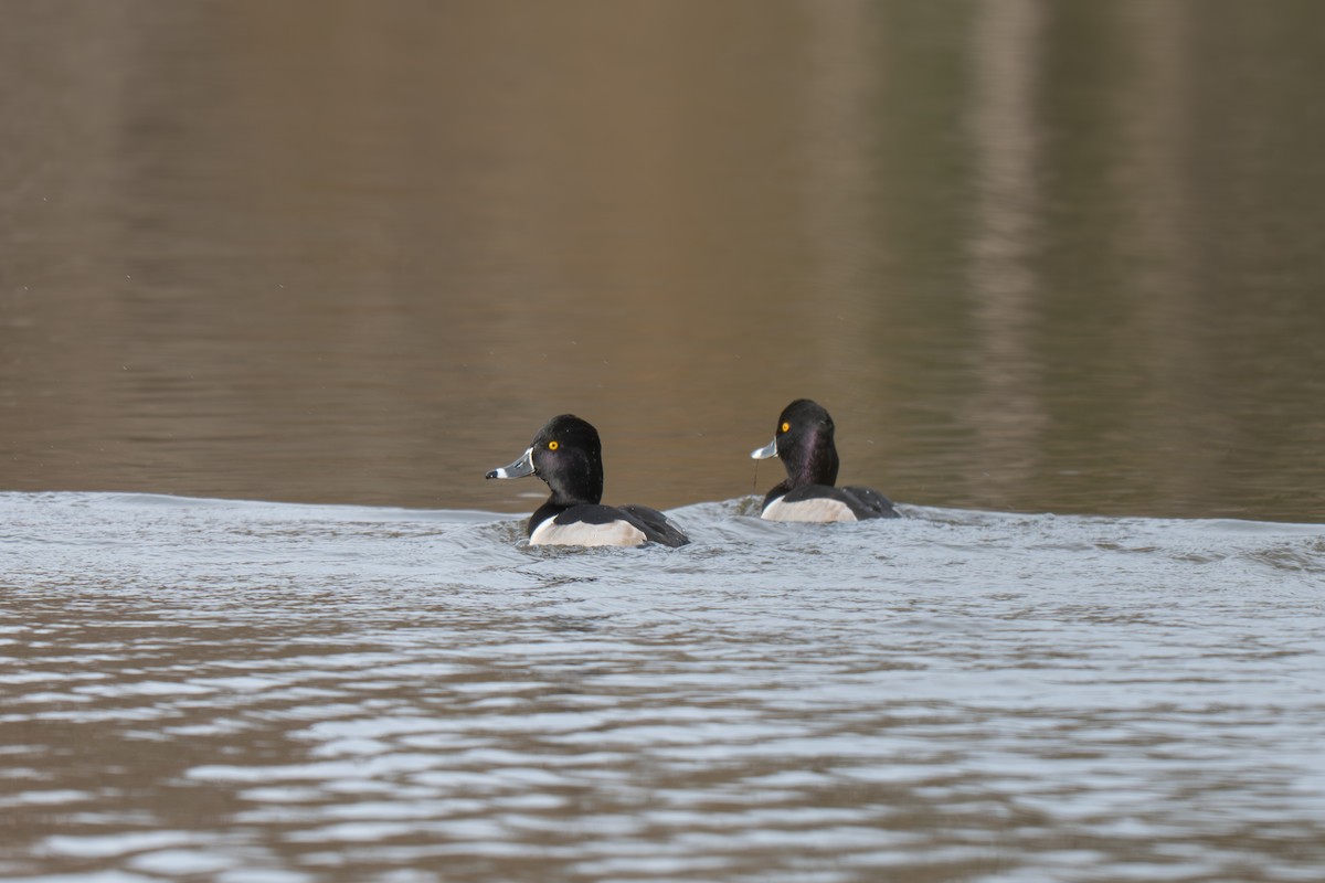 Ring-necked Duck - ML645512201