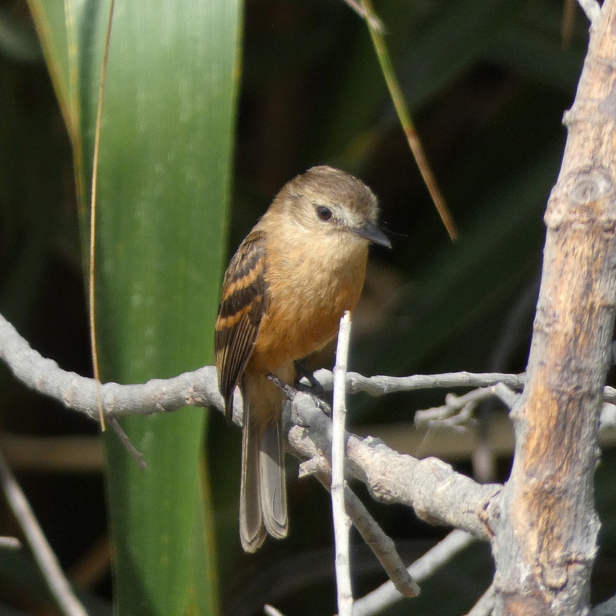 Rufescent Flycatcher - ML645512205