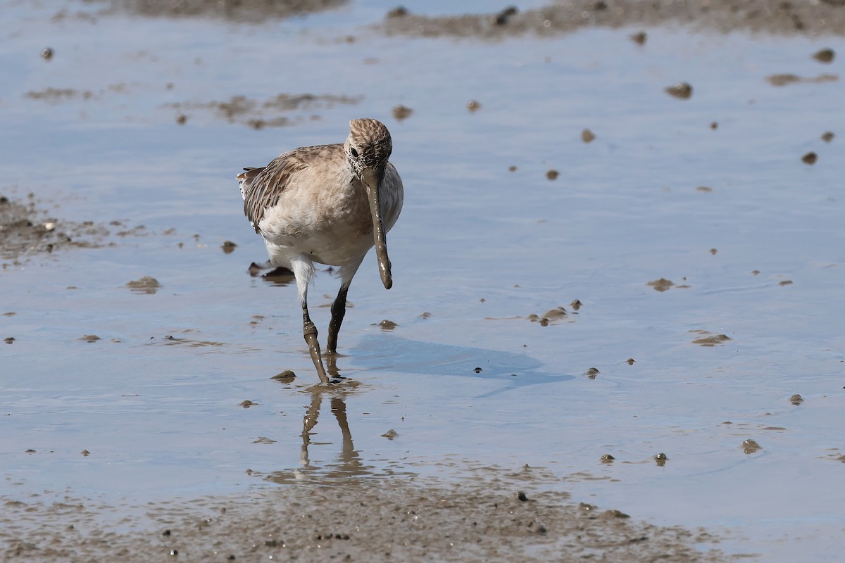 Bar-tailed Godwit - ML645512207