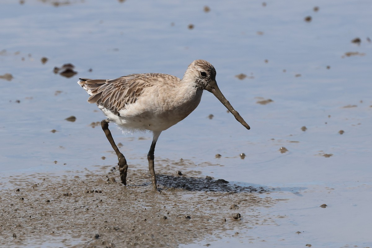 Bar-tailed Godwit - ML645512209