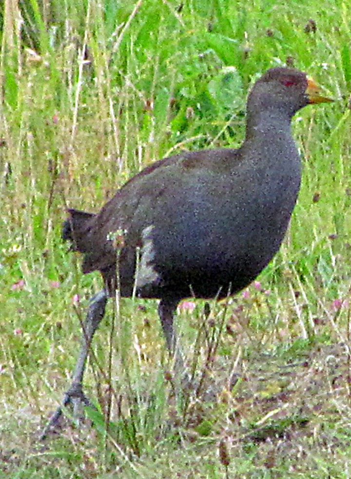Tasmanian Nativehen - ML645512219