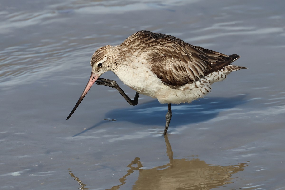 Bar-tailed Godwit - ML645512223