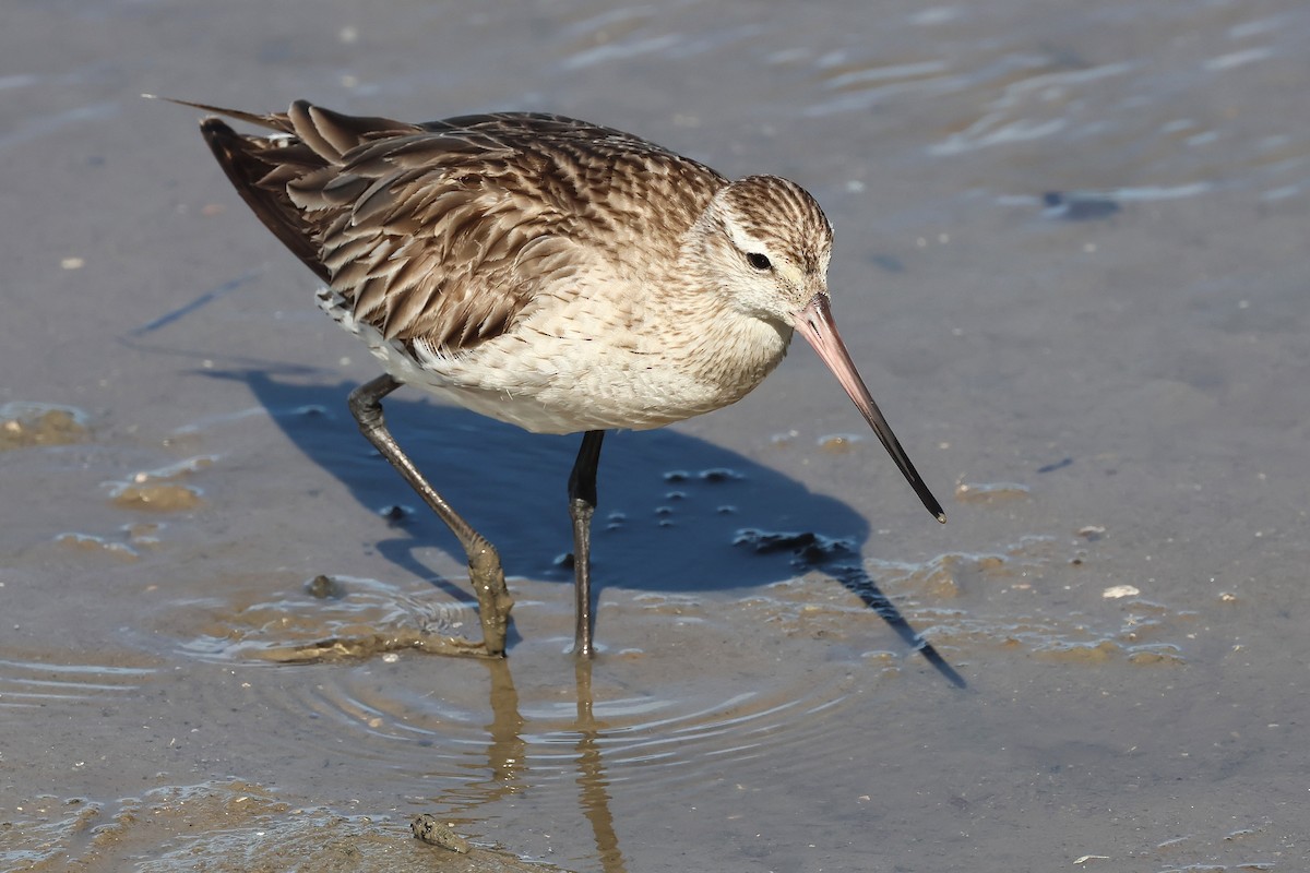 Bar-tailed Godwit - ML645512224