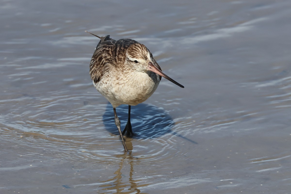 Bar-tailed Godwit - ML645512225