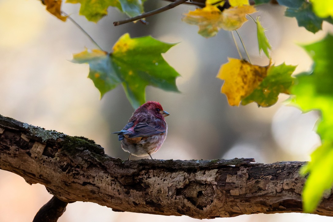 Camachuelo Purpúreo - ML645512227