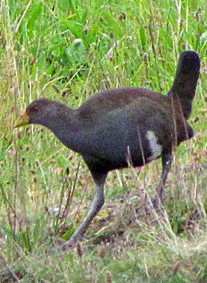 Tasmanian Nativehen - ML645512228