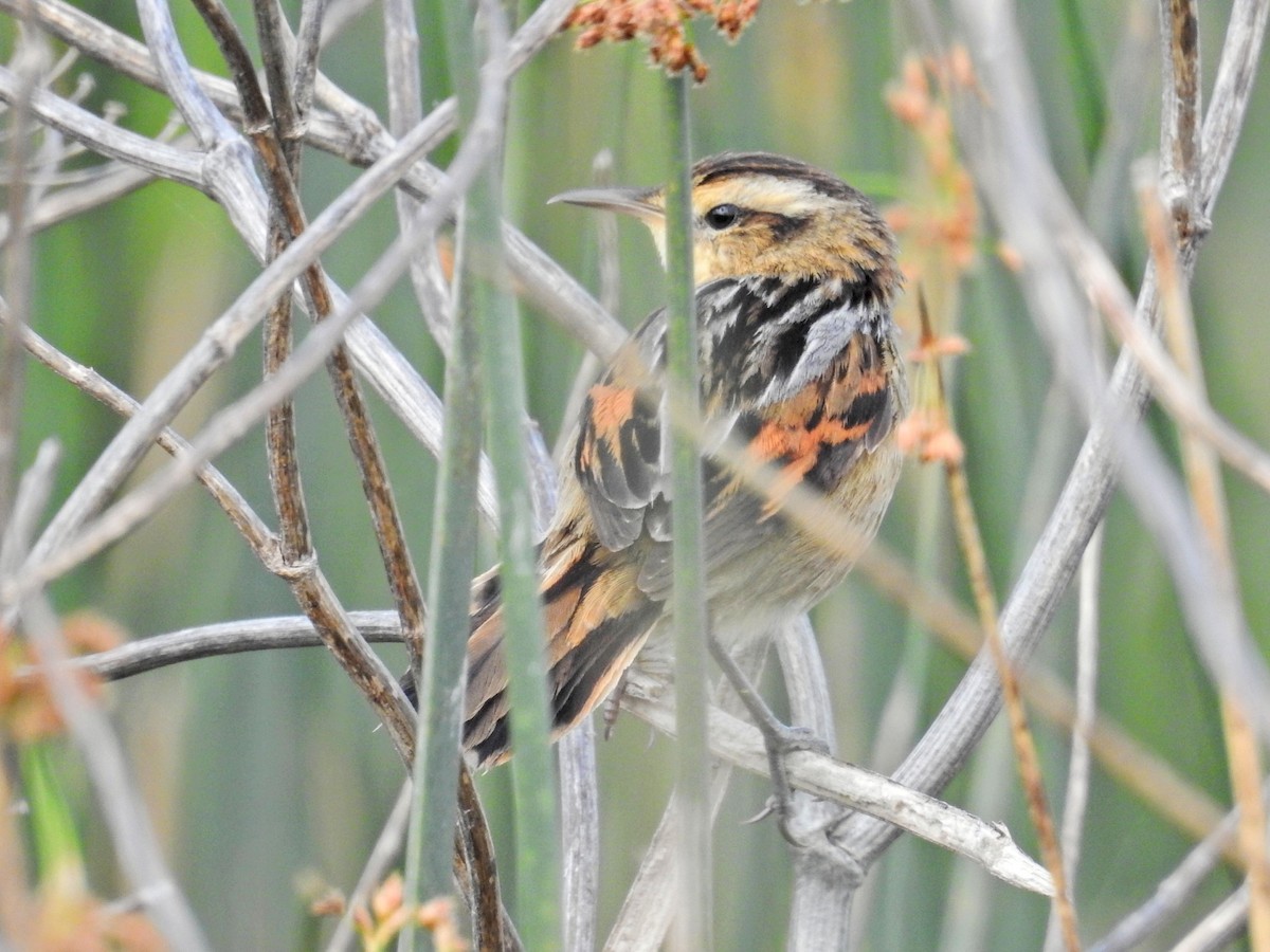 Junquero troglodyte - ML645512229