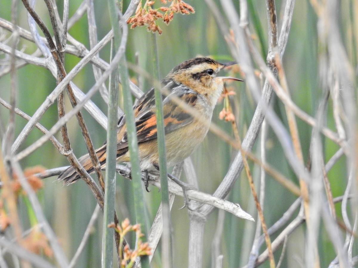 Junquero troglodyte - ML645512230