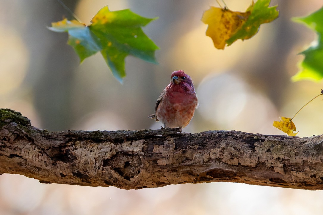 Camachuelo Purpúreo - ML645512232