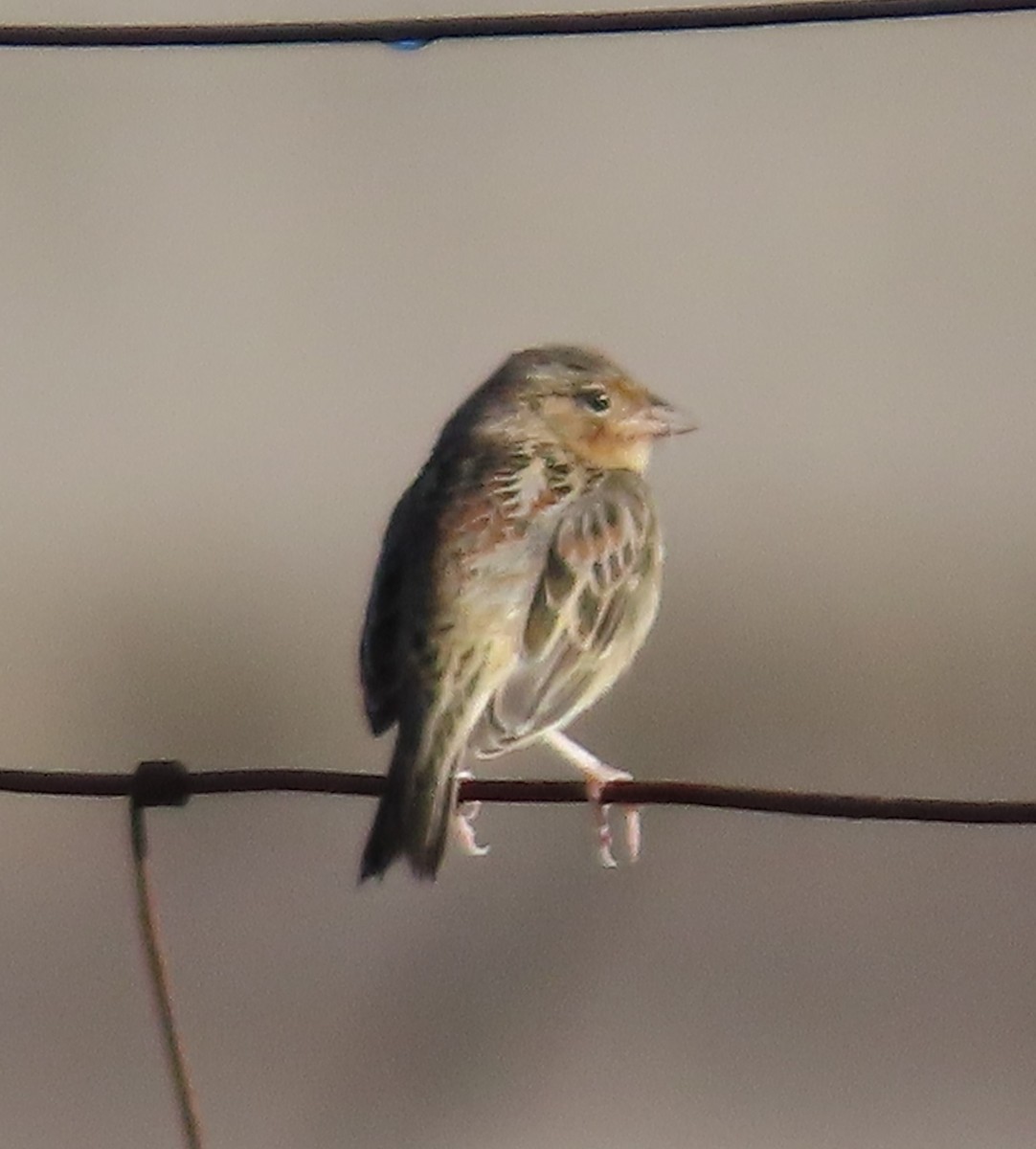 Grasshopper Sparrow - ML645512235