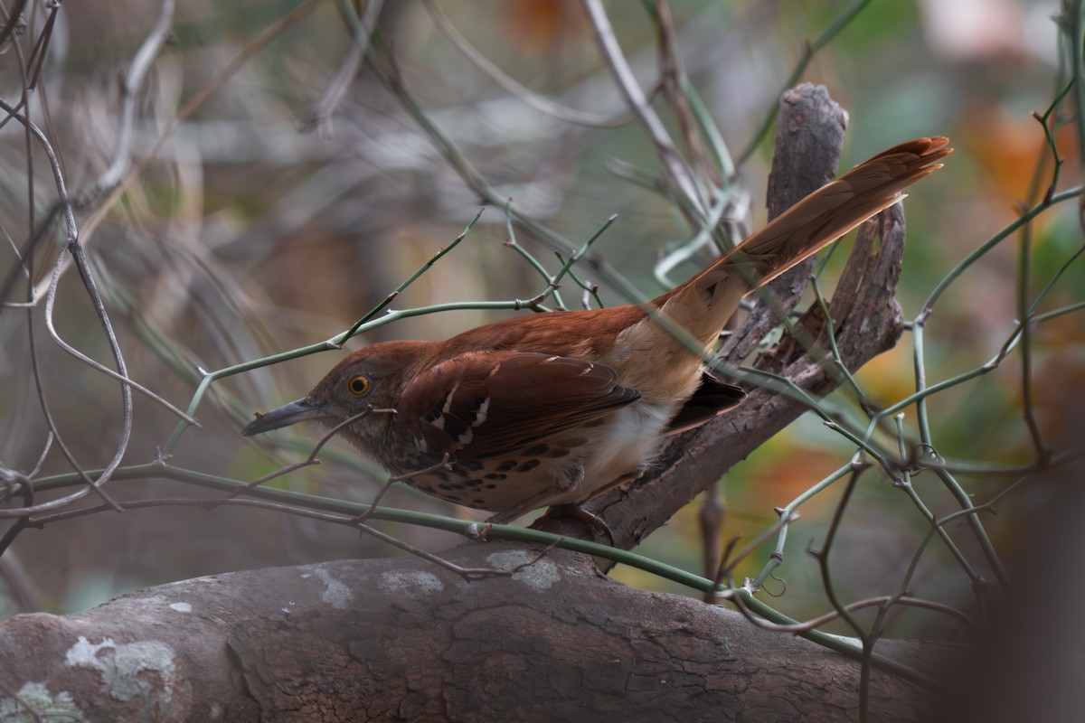 Brown Thrasher - ML645512240