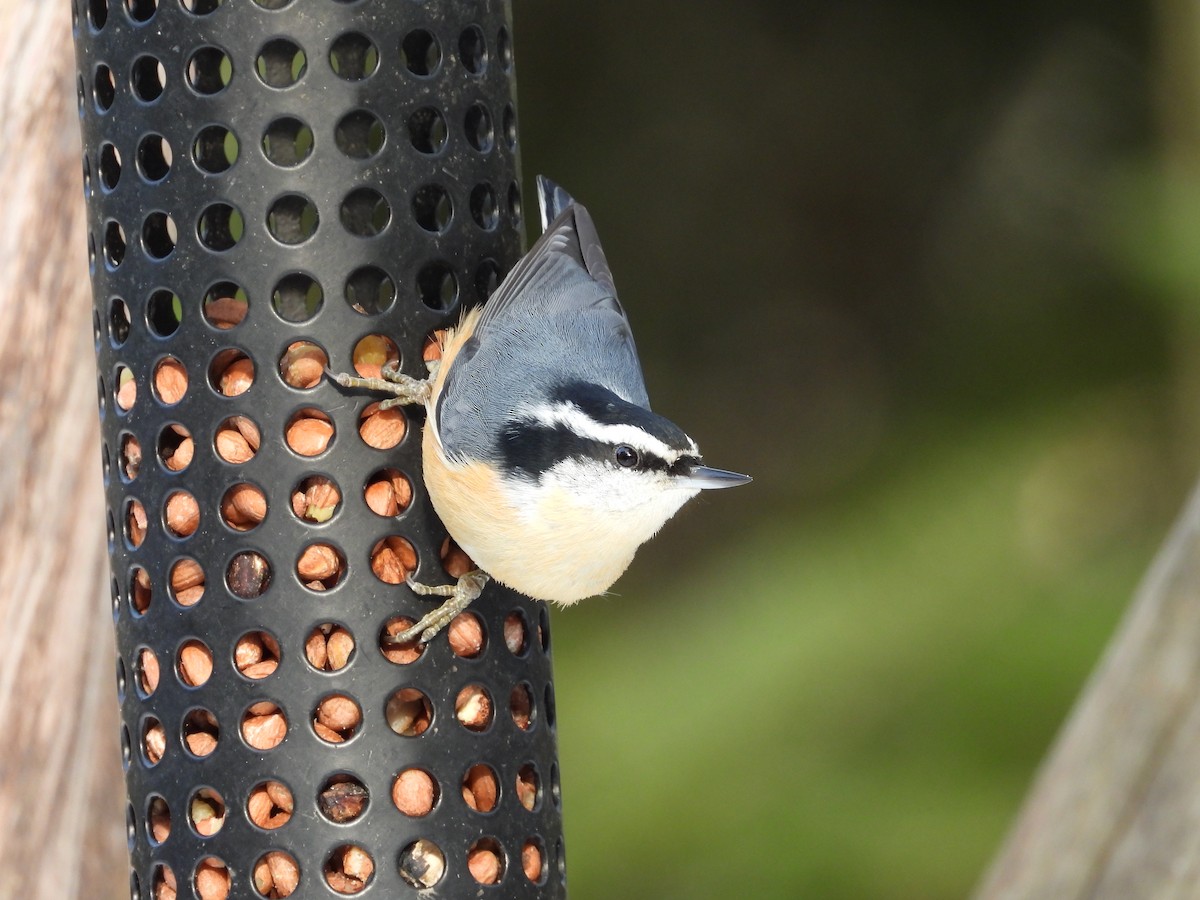 Red-breasted Nuthatch - ML645512245