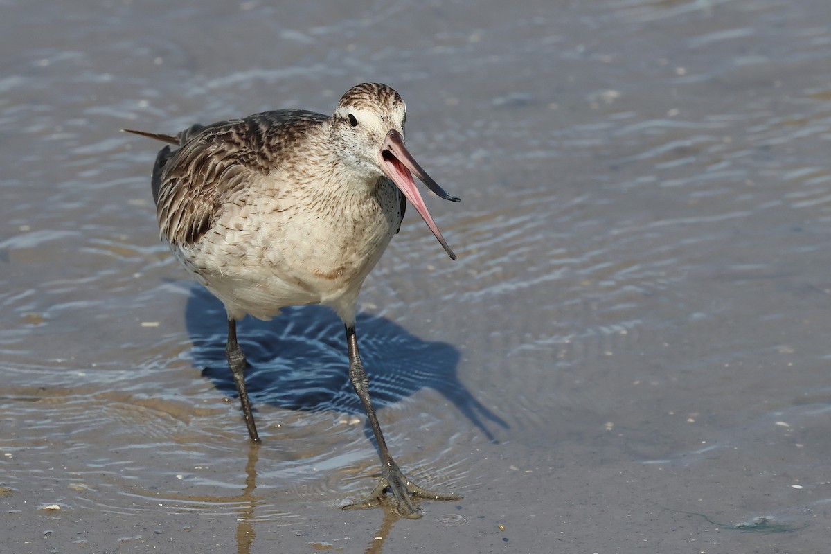 Bar-tailed Godwit - ML645512249