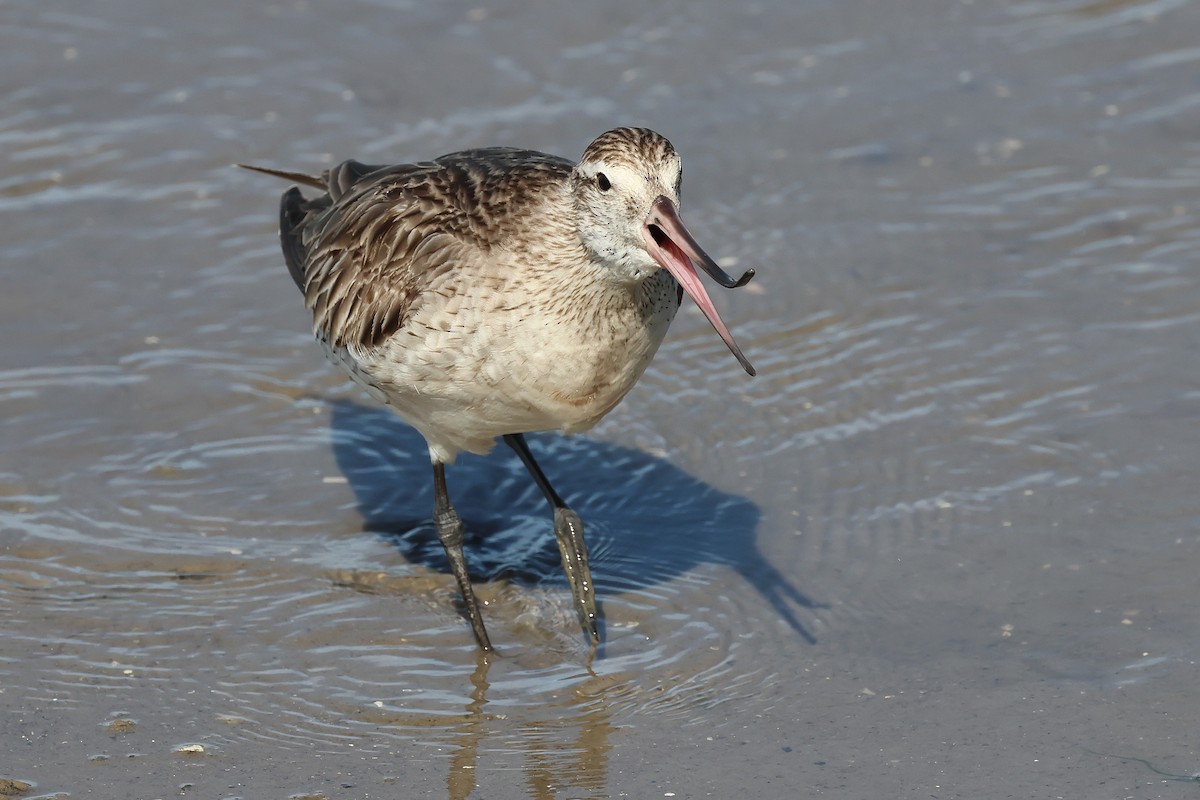 Bar-tailed Godwit - ML645512250