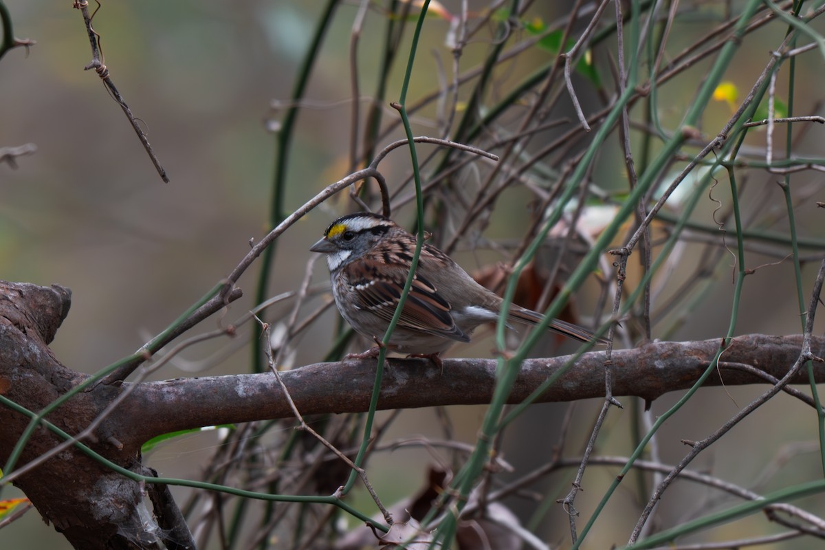 White-throated Sparrow - ML645512251
