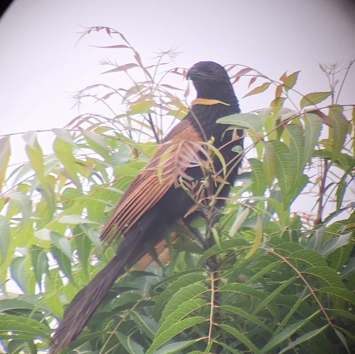 Afrika Kara Kukalı - ML645512252