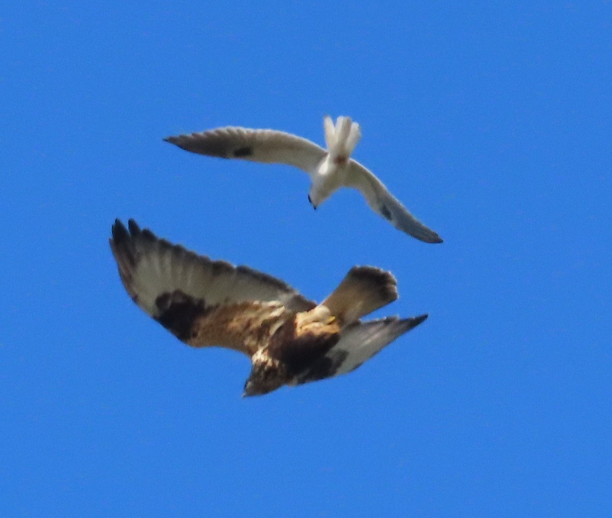 White-tailed Kite - ML645512256