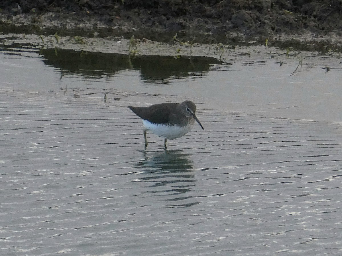 Green Sandpiper - ML645512259